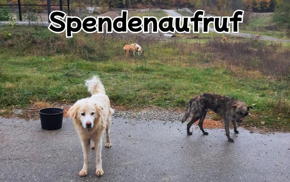 Spendenaufruf – Tiere in Rumänien