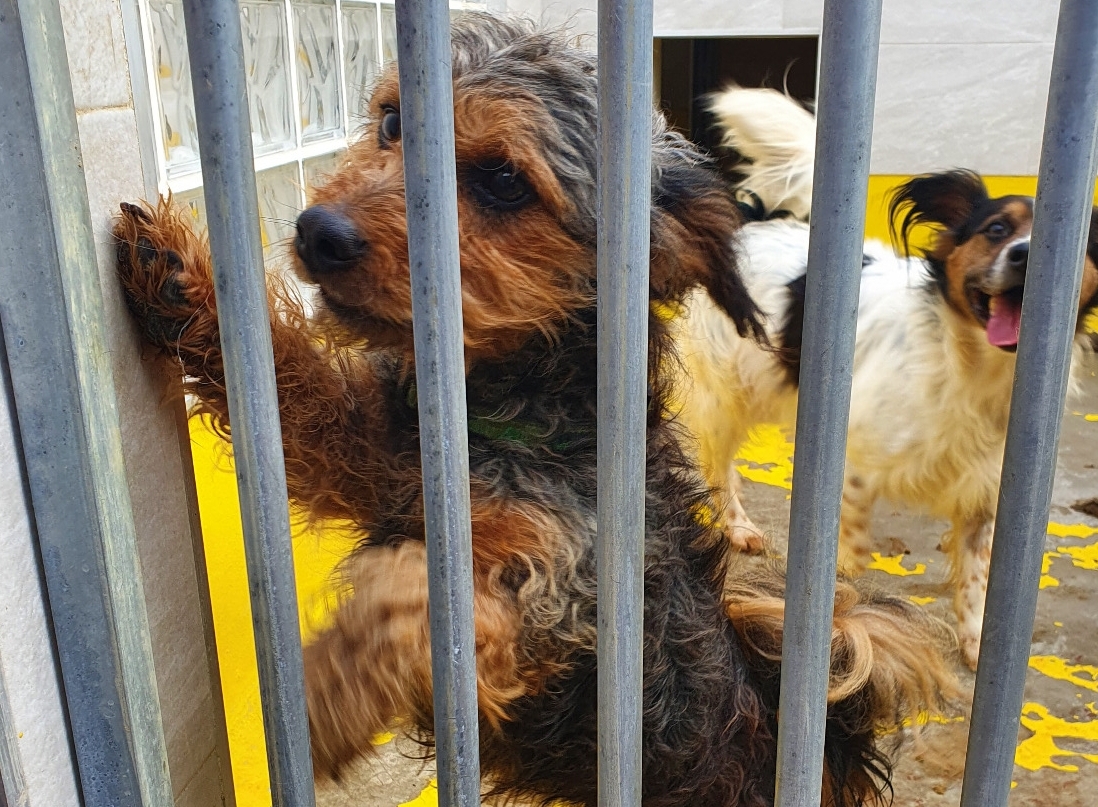 Du möchtest einen Hund adoptieren?