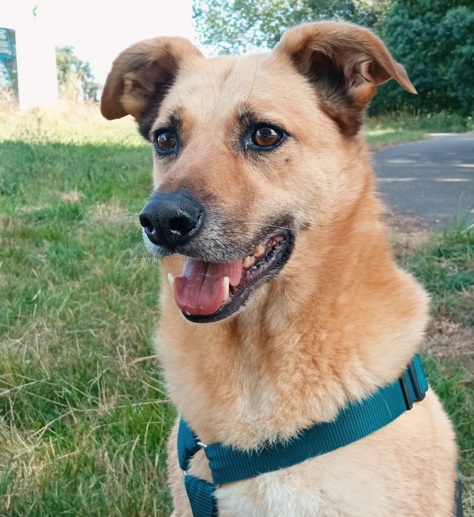 Du bewirbst dich für einen Hund – und dann?