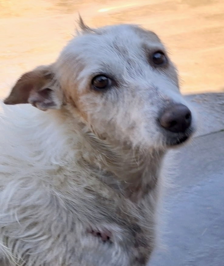 Warum eine Schutzgebühr?