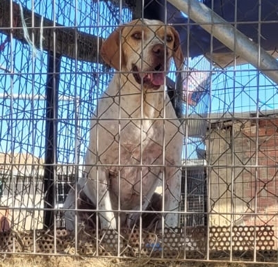 Woher kommen unsere Hunde?