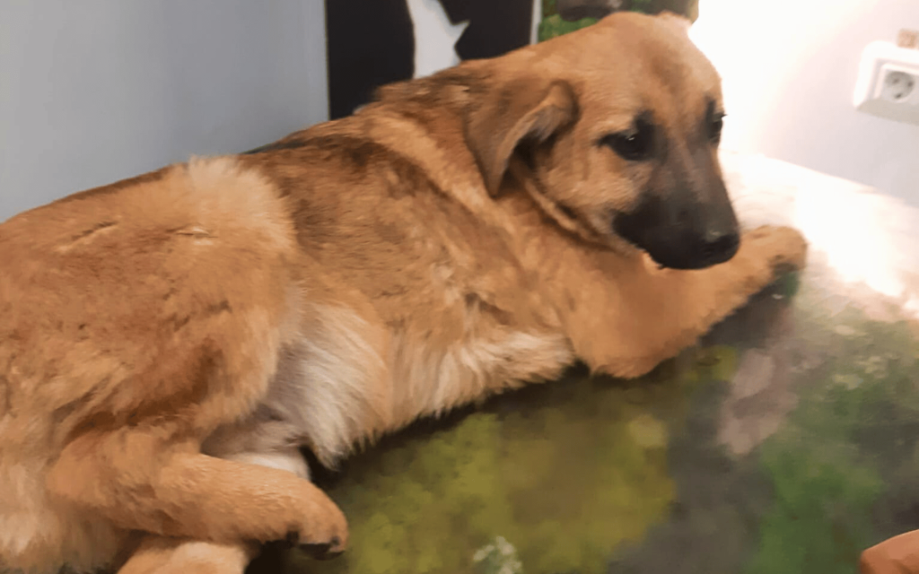 Damian braucht eure Unterstützung!